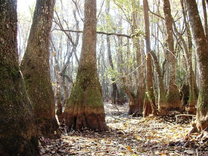 Tupelo Trees in Shadow Swamp None