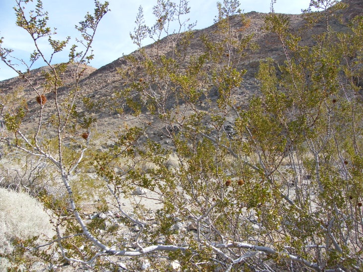 Vegetation. None