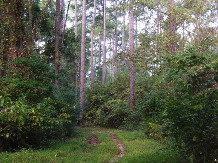 Verdant Pine Forest None