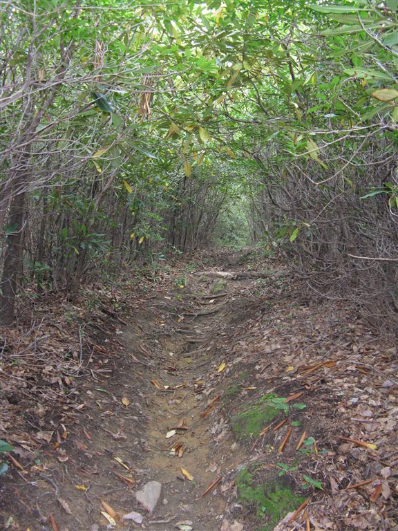 Well-Worn Trail None