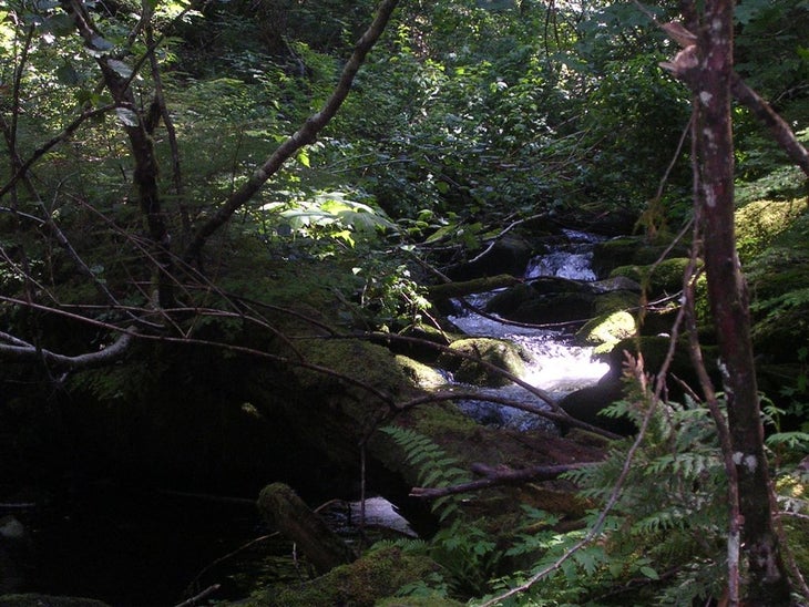 West Fork of Horsetail Creek None