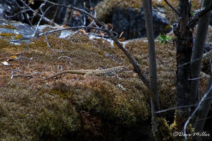 Western Skink None