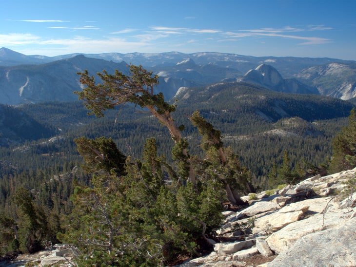 Whitebark Pines None