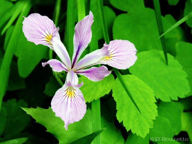 Wild Iris None