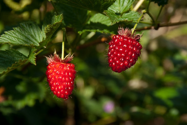 Wild raspberries None