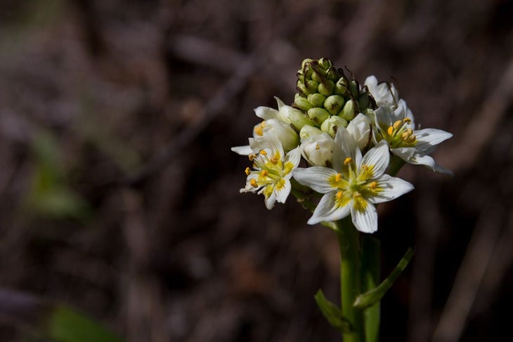 Wildflower None