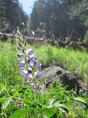 Wildflower None