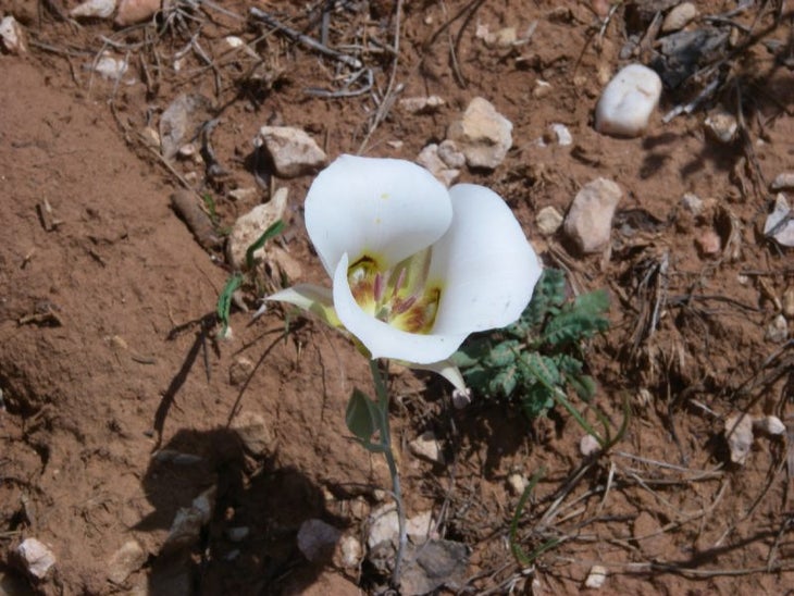 Wildflower None