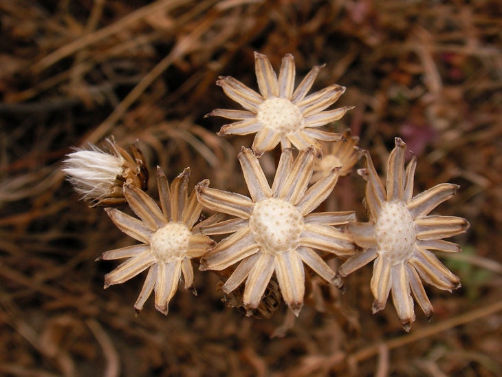 Wildflowers None