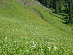 Wildflowers None