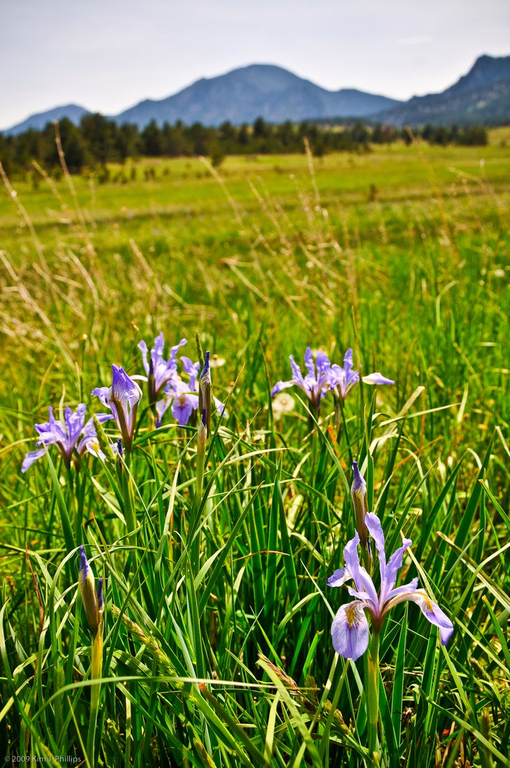 Wildflowers None