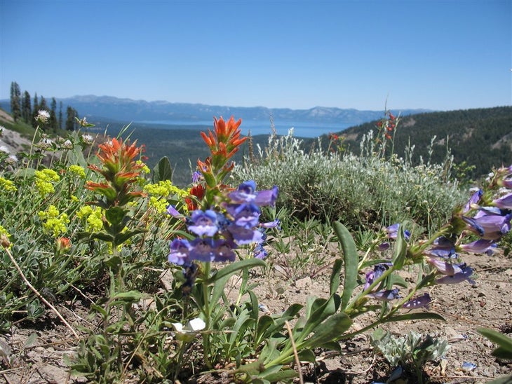 Wildlflowers None