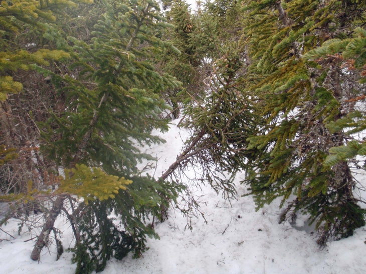 Winter Trails in the Northeast None