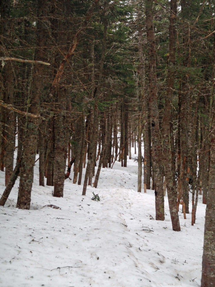 Wooded Walkway None
