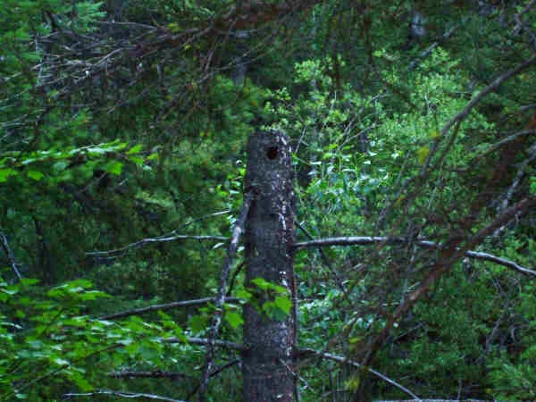 Woodpecker Nest None