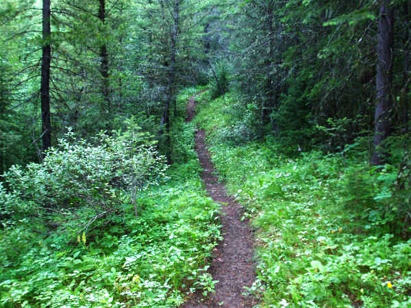 Woods None