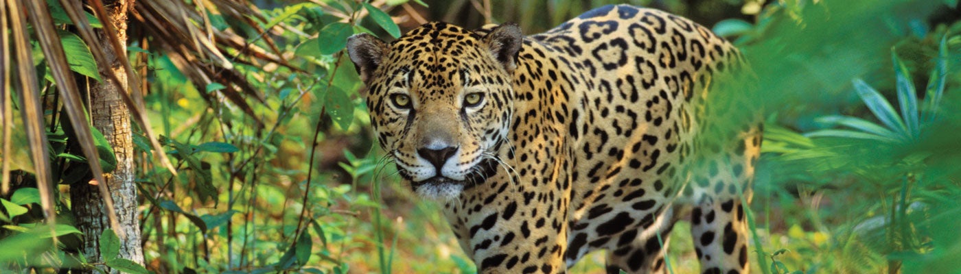 "Beautiful Spotted Jaguar"