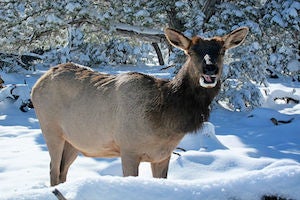 Lamar River Trail, WY (7 miles; easy) Marvel at Wyoming’s hardy winter residents including elk, bighorn sheep, and mule deer on this 7 mile out-and-back. Bring some maple syrup and cups…