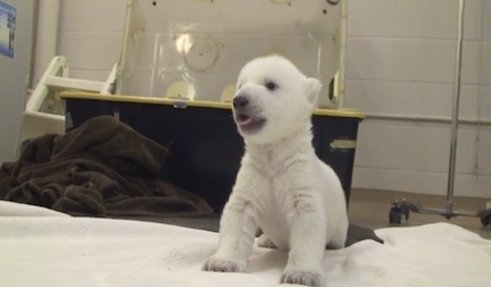 "photo: Toronto Zoo / YouTube"