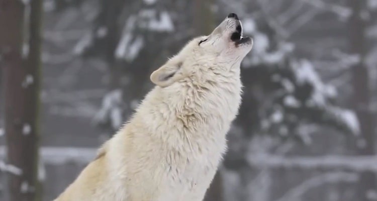 "A wolf howls in Yellowstone National Park."