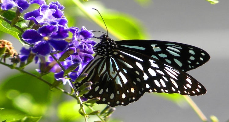 "Blue Tiger butterfly found in central Queensland, Australia [image: Vicki Nunn / Wikimedia]"