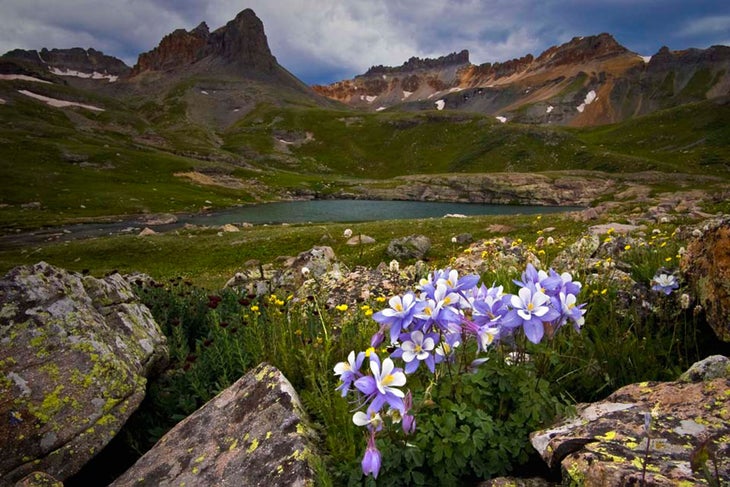 Columbines at Ice Lake Colorado (Lawrence Stolte)