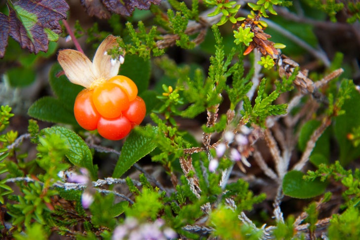 Norway: Arctic Tundra Cloudberries are a summer treat of the Norwegian Arctic Tundra and have softer skin and more succulent fruit than raspberries or blackberries. The…