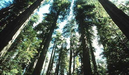 "towering redwoods courtesy NPS"