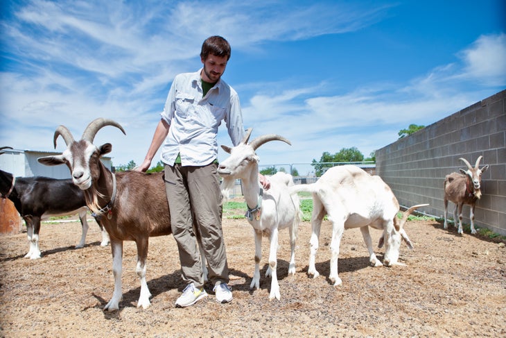 Goatpacking The three components of the goat’s pack system must weigh within a few ounces of each other and have equal bulk (for balance).