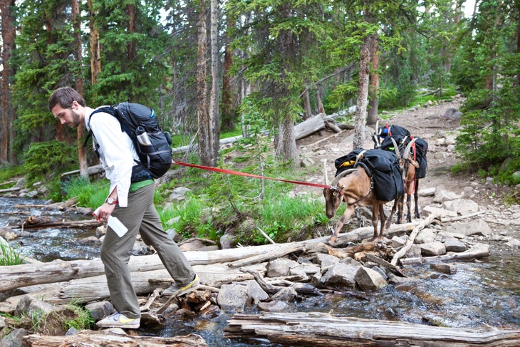 Goatpacking The author attaches the understrap of Draco’s harness. Each goat wore a saddle with a wooden yoke for attaching three equally weighted nylon bags of…