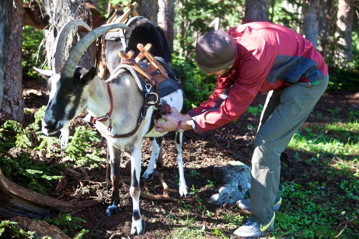 Goatpacking Goats don’t love the water, but the right coaxing and pulling gets them across.