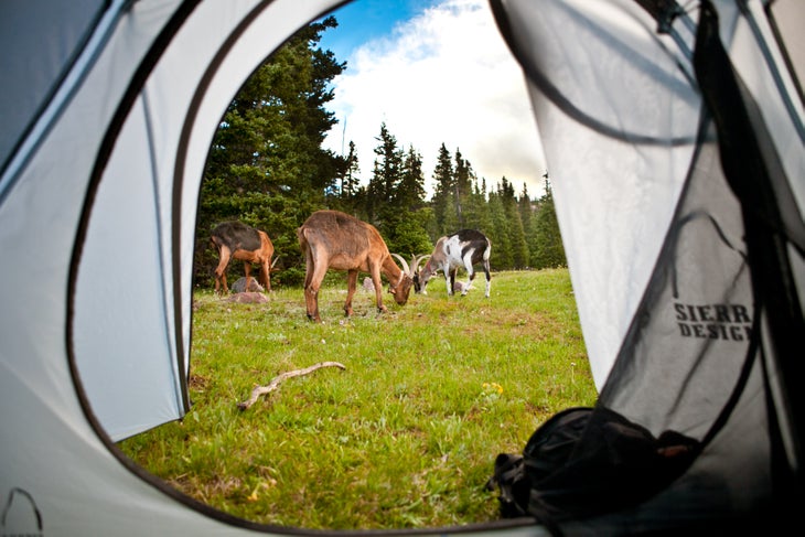 Goatpacking Meadows lie between the High Unitas’ towering rock ridges, offering plenty of flat, soft camping and fodder for the goats.