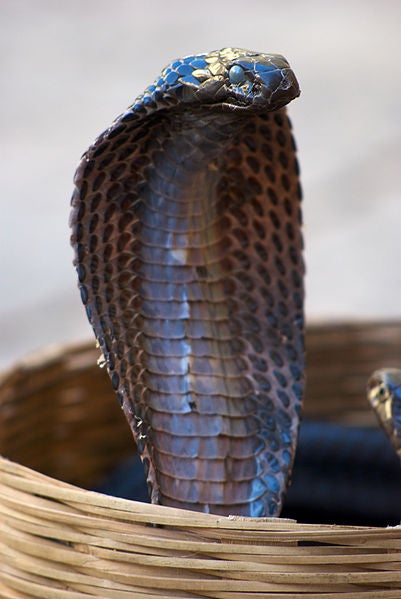 "image: Kevin Jones/Wikimedia"