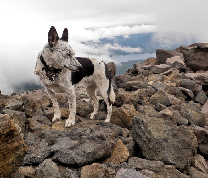 Australian Cattle Dog (Blue Heeler) Best outdoor dog breeds blue heeler