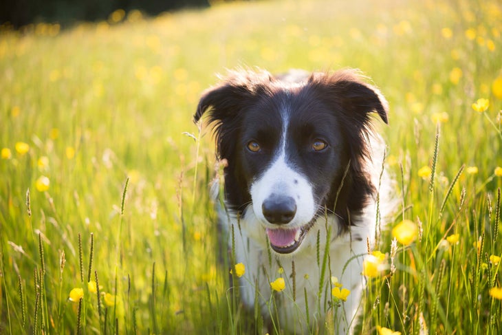 border collie