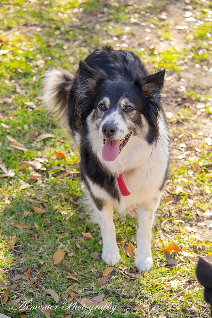 Border Collie Best outdoor dog breeds border collie