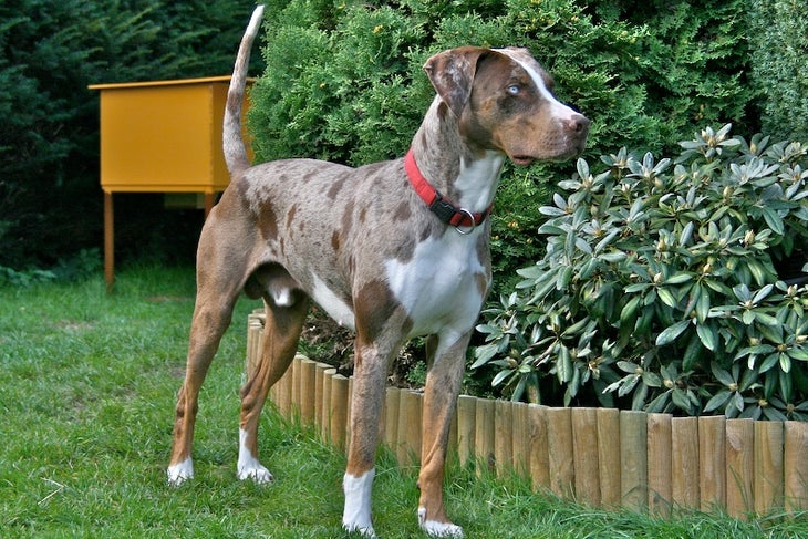 Louisiana Catahoula Leopard Dog Best outdoor dog breeds Louisiana Catahoula leopard dog
