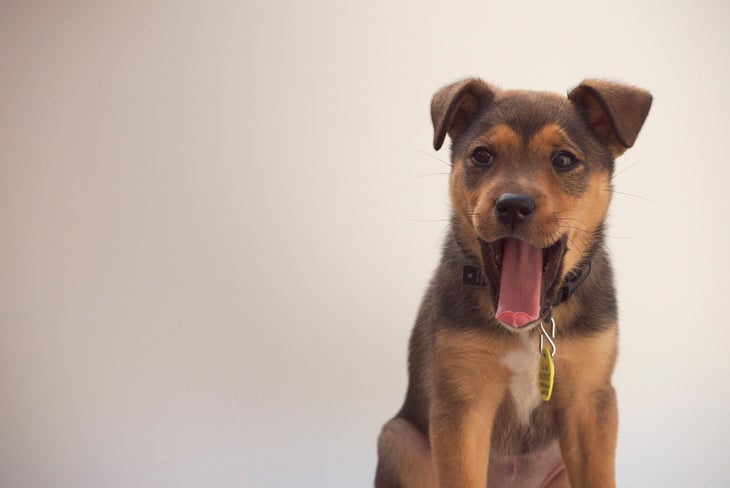 Mixed Breed Best outdoor dog breeds mixed breed