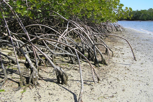 Everglades National Park, Florida All of the backcountry sites are accessible on foot or by boat, so pack your kayak and head out to the beaches of the southern-most point of the U.S.…