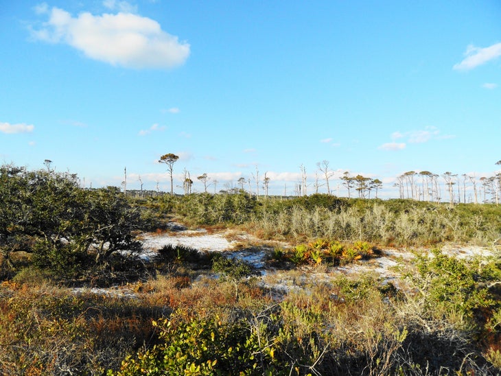 Pine Beach Loop (Alabama) Hit the beach—accompanied by sea turtles and gators—for a prime way to cool off in the southern Alabama heat. The 3.7 mile Pine Beach Loop in the Bon…