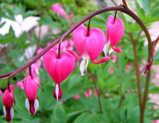 Bleeding Heart (Dicentra eximia) Ingesting the leaves, stems, or petals of this bright pink flower won't make your heart bleed, but it can cause serious ailments, such as vomiting,…