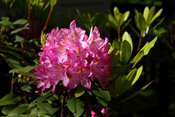 Catawba Rhododendron (Rhododendron catawbiense) It may be hard to believe that this cheery-looking flowering shrub is poisonous. But the andromedotoxin found throughout the entire plant can cause…