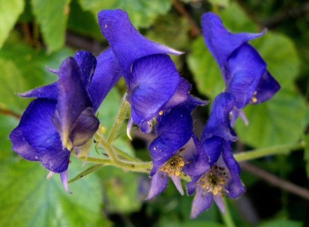 Monkshood (Aconitum spp.) The hooded petals of this blue and violet flower resemble the serene pose of a monk's head bent in prayer. But don't be fooled by its tranquil…