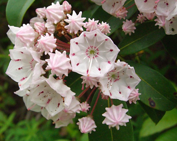 Mountain Laurel (Kalmia latifolia) It's likely you'll encounter this flowering evergreen shrub while hiking east of the Mississippi along streams and damp forests. The clusters of…