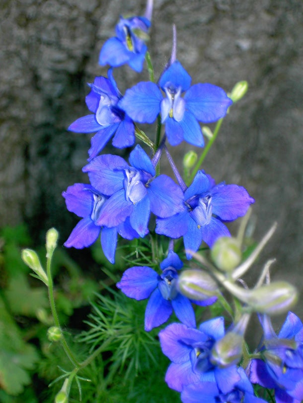 Tall Larkspur (Delphinium exaltatum) This delicate-looking wildflower with long, narrow clusters of white or lavender-blue flowers is harsh to those who eat it. Several types of toxins…