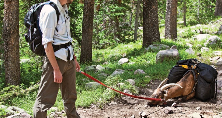Goatpacking None