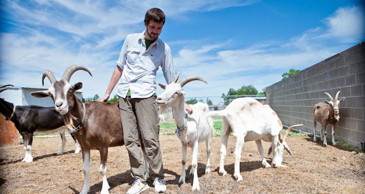 Goatpacking goatpacking beasts of burden