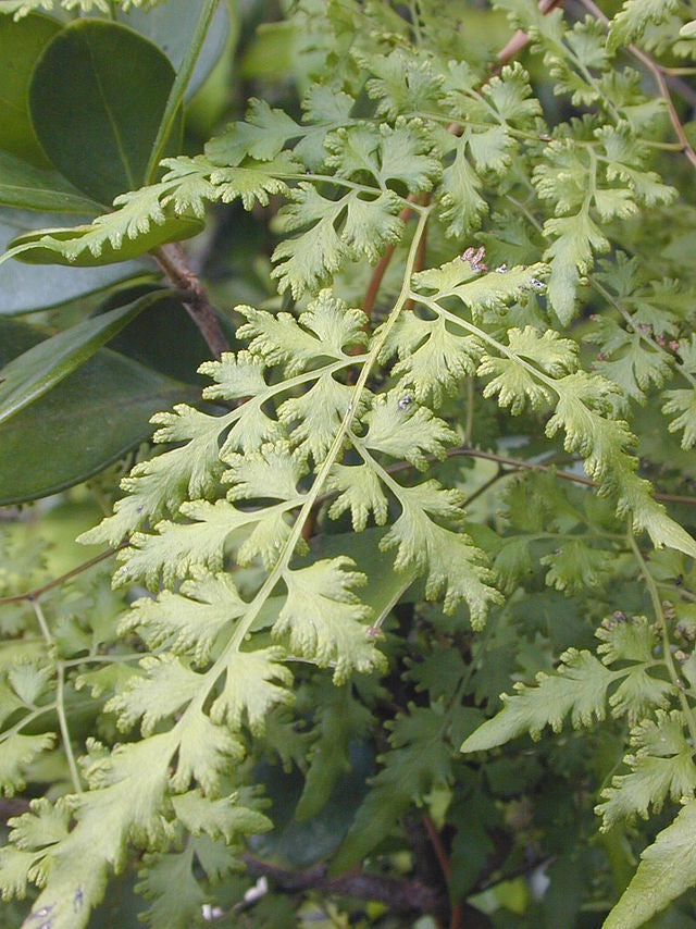 Lygodium (Old-world Climbing Fern) image: Wikipedia
