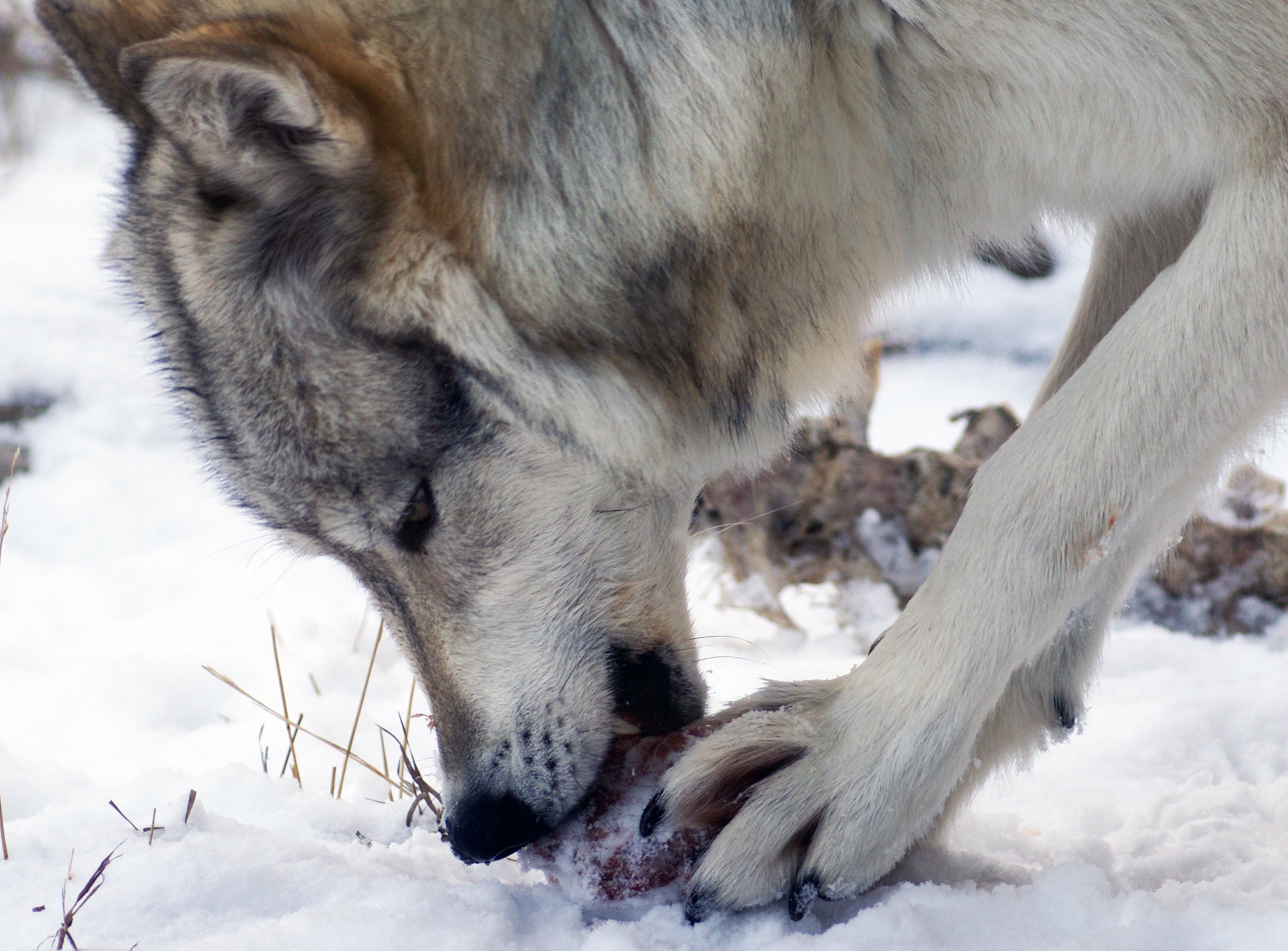 "wolf in Yellowstone"