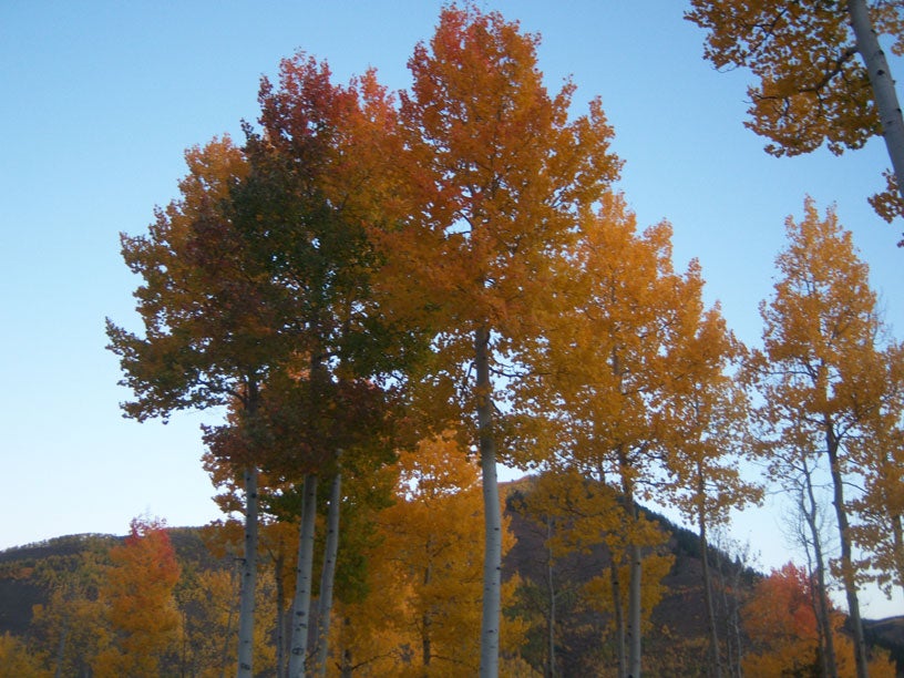 "aspen trees in vail fall colors herrell"